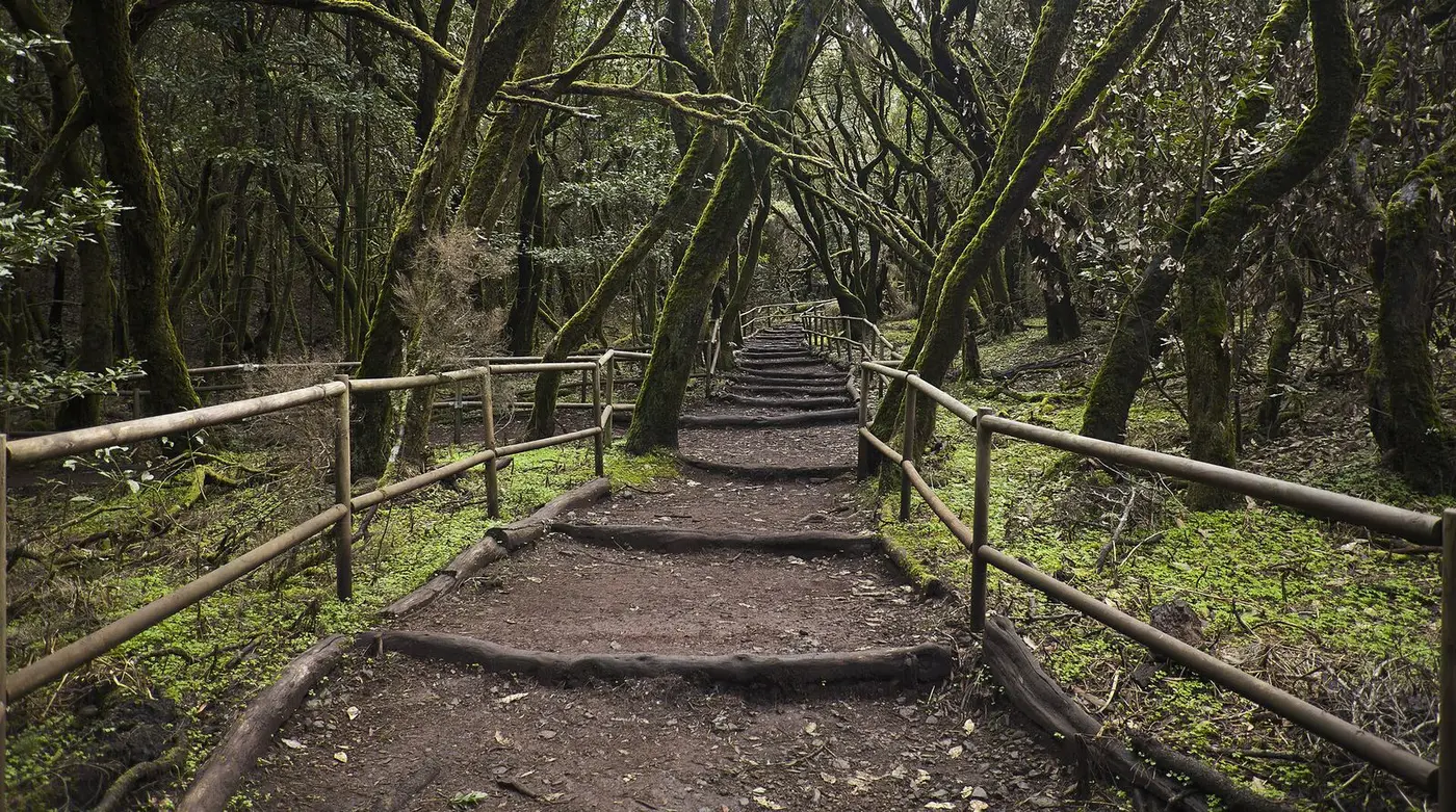 Einen Millionen Jahre alten Wald betreten